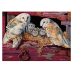 Barn Owls