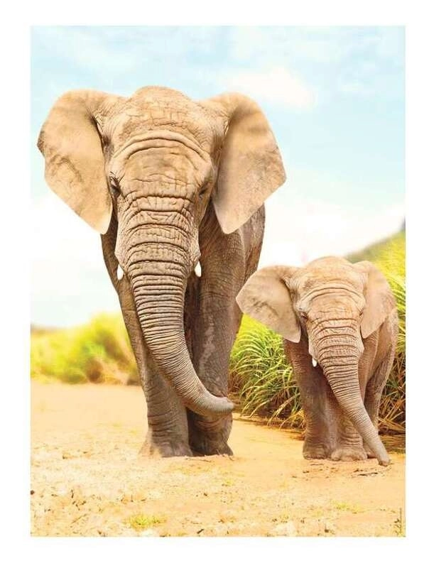 Elephants