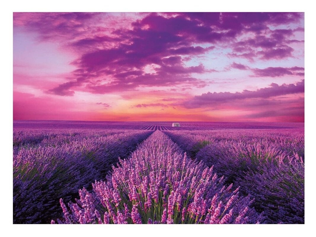 Lavendel-Feld