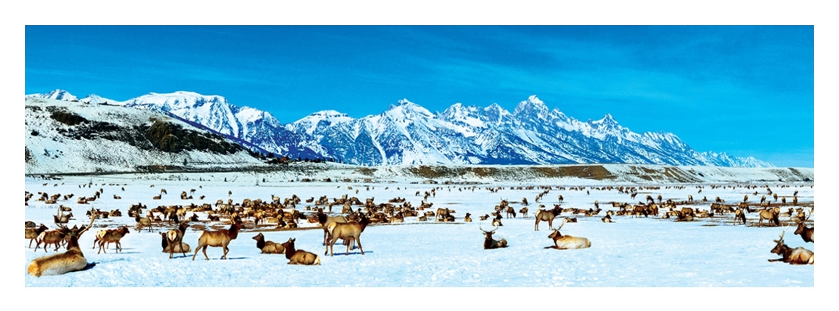 Elk Refuge