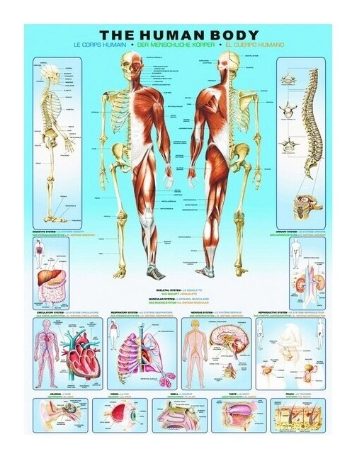 Der Menschliche Körper