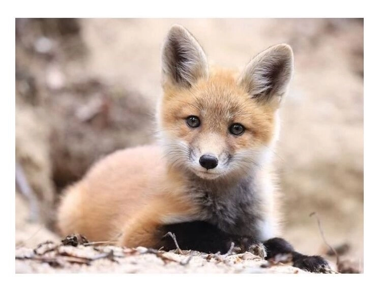 Little Fox