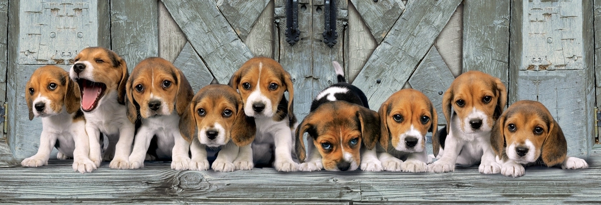 Beagles