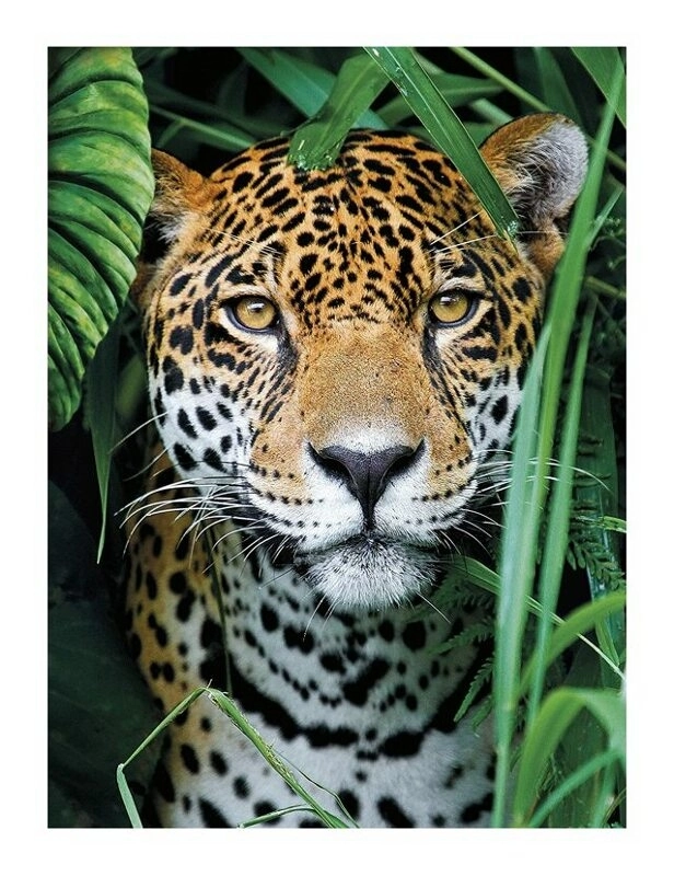 Jaguar in the Jungle