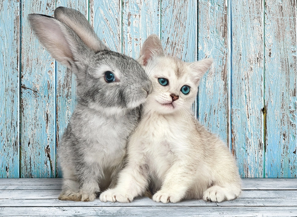 Katze & Hase