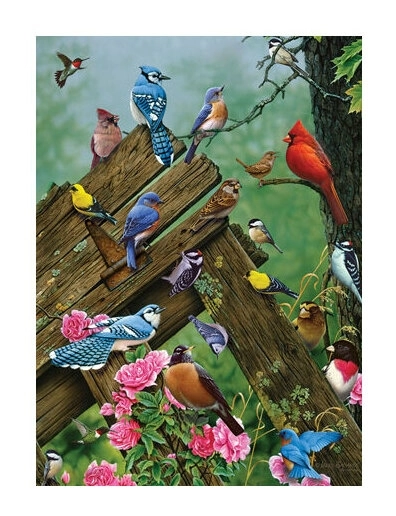 Birds of the Forest