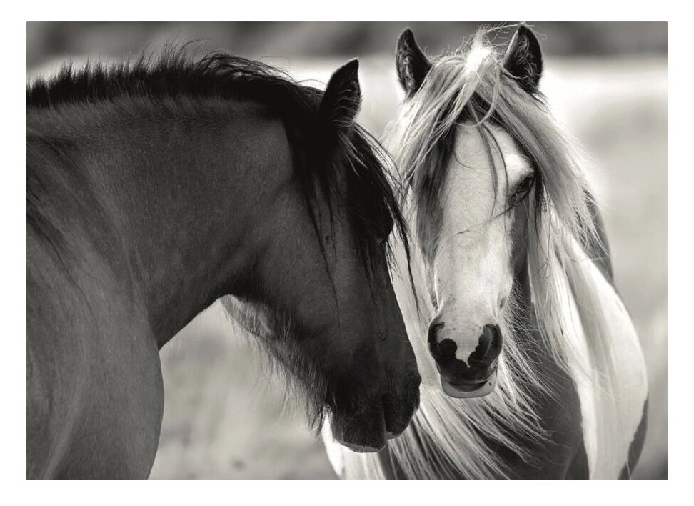 Süsser Kontrast - Black and White Horses