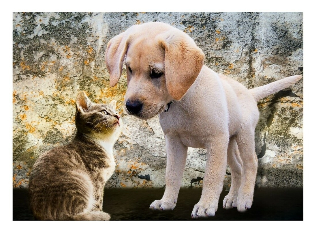 Kitten and Puppy