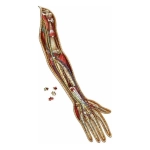 Dr. Livingstons Anatomy Jigsaw Puzzle The Human Left Arm - Volume V