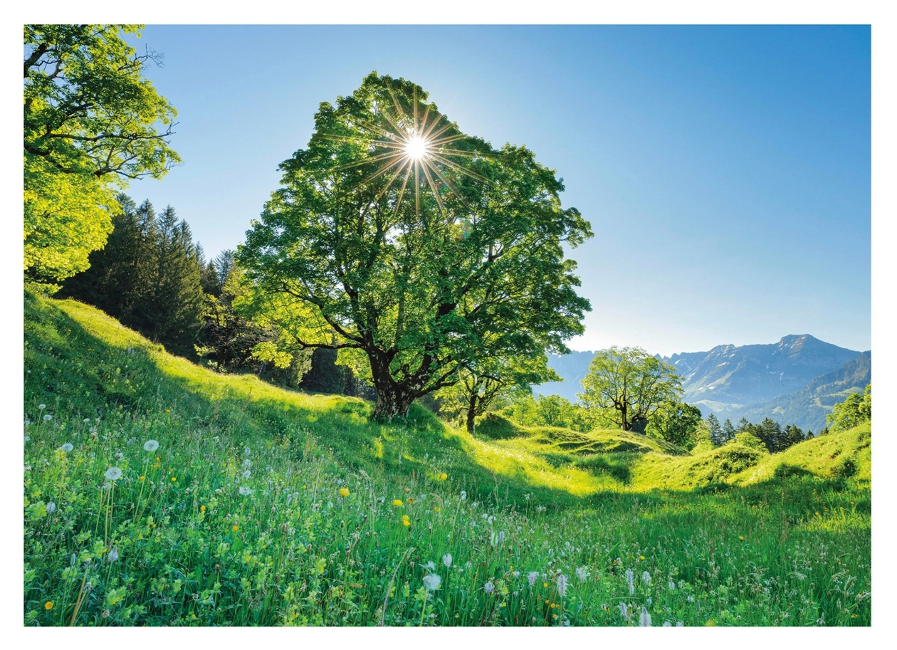 Berg-Ahorn im Sonnenlicht - St. Gallen