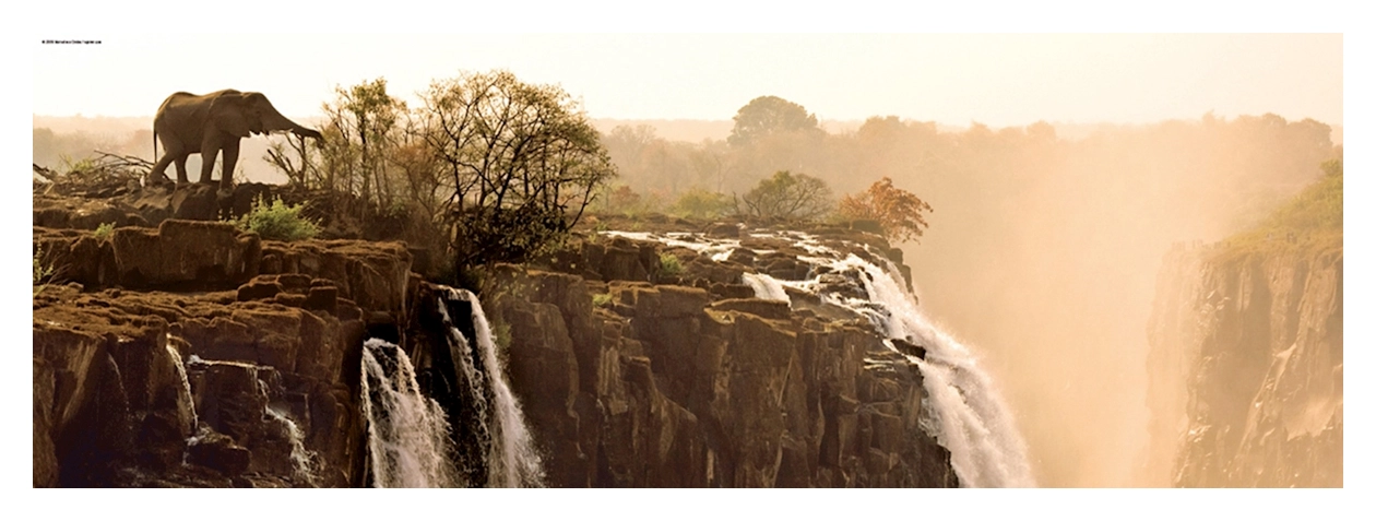 Elephant - Victoria Falls Zambia