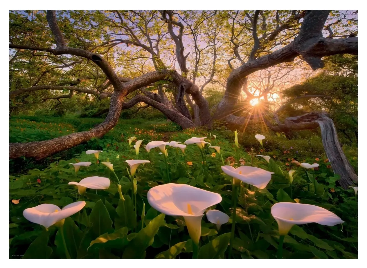 Calla Clearing - Magic Forests