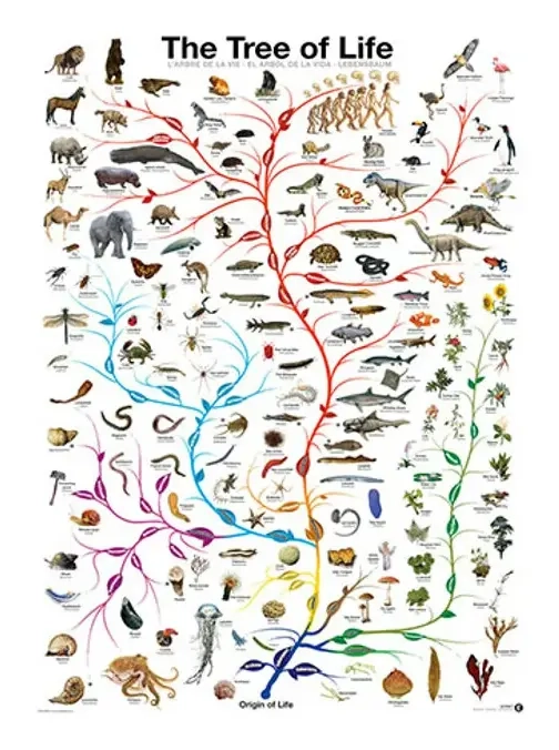 Die Evolution - Der Baum des Lebens